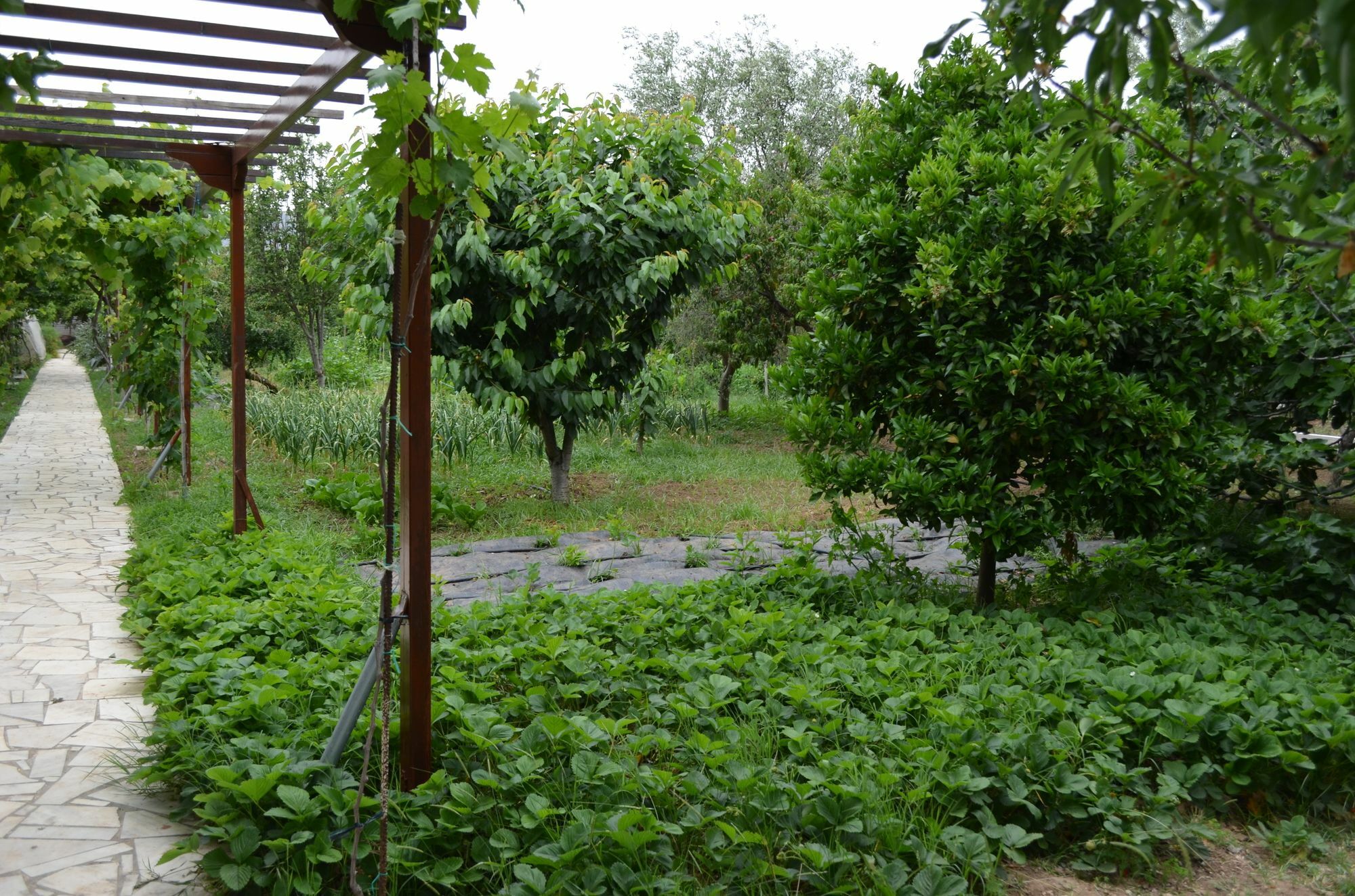 Olive Mansion Suites Marathón Buitenkant foto